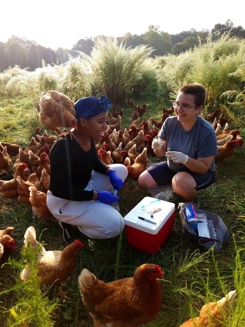 Leniha Lagarde and Sofia Varriano collecting chicken feces.